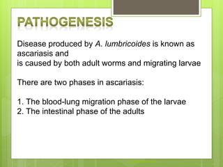 Disease produced by A. lumbricoides is known as
ascariasis and
is caused by both adult worms and migrating larvae
There are two phases in ascariasis:
1. The blood-lung migration phase of the larvae
2. The intestinal phase of the adults
Aasifibrahim786
 