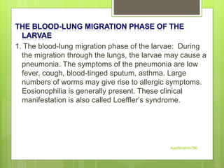 1. The blood-lung migration phase of the larvae: During
the migration through the lungs, the larvae may cause a
pneumonia. The symptoms of the pneumonia are low
fever, cough, blood-tinged sputum, asthma. Large
numbers of worms may give rise to allergic symptoms.
Eosionophilia is generally present. These clinical
manifestation is also called Loeffler’s syndrome.
Aasifibrahim786
 