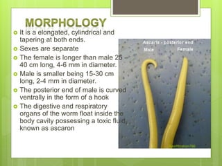  It is a elongated, cylindrical and
tapering at both ends.
 Sexes are separate
 The female is longer than male 25 –
40 cm long, 4-6 mm in diameter.
 Male is smaller being 15-30 cm
long, 2-4 mm in diameter.
 The posterior end of male is curved
ventrally in the form of a hook
 The digestive and respiratory
organs of the worm float inside the
body cavity possessing a toxic fluid
known as ascaron
Aasifibrahim786
 