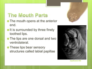  The mouth opens at the anterior
end.
 It is surrounded by three finely
toothed lips.
 The lips are one dorsal and two
ventrolateral.
 These lips bear sensory
structures called labial papillae
Aasifibrahim786
 