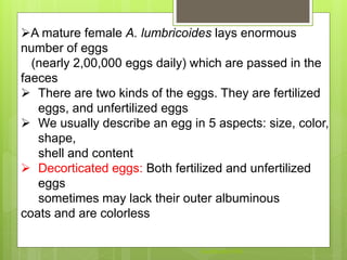 A mature female A. lumbricoides lays enormous
number of eggs
(nearly 2,00,000 eggs daily) which are passed in the
faeces
 There are two kinds of the eggs. They are fertilized
eggs, and unfertilized eggs
 We usually describe an egg in 5 aspects: size, color,
shape,
shell and content
 Decorticated eggs: Both fertilized and unfertilized
eggs
sometimes may lack their outer albuminous
coats and are colorless
Aasifibrahim786
 