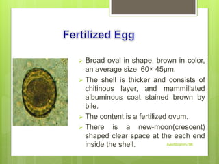  Broad oval in shape, brown in color,
an average size 60× 45µm.
 The shell is thicker and consists of
chitinous layer, and mammillated
albuminous coat stained brown by
bile.
 The content is a fertilized ovum.
 There is a new-moon(crescent)
shaped clear space at the each end
inside the shell. Aasifibrahim786
 