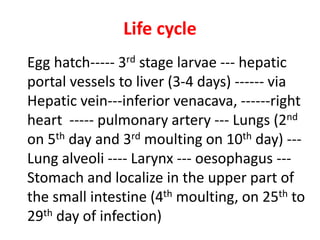 Life cycle 
Egg hatch----- 3rd stage larvae --- hepatic 
portal vessels to liver (3-4 days) ------ via 
Hepatic vein---inferior venacava, ------right 
heart ----- pulmonary artery --- Lungs (2nd 
on 5th day and 3rd moulting on 10th day) --- 
Lung alveoli ---- Larynx --- oesophagus --- 
Stomach and localize in the upper part of 
the small intestine (4th moulting, on 25th to 
29th day of infection) 
 