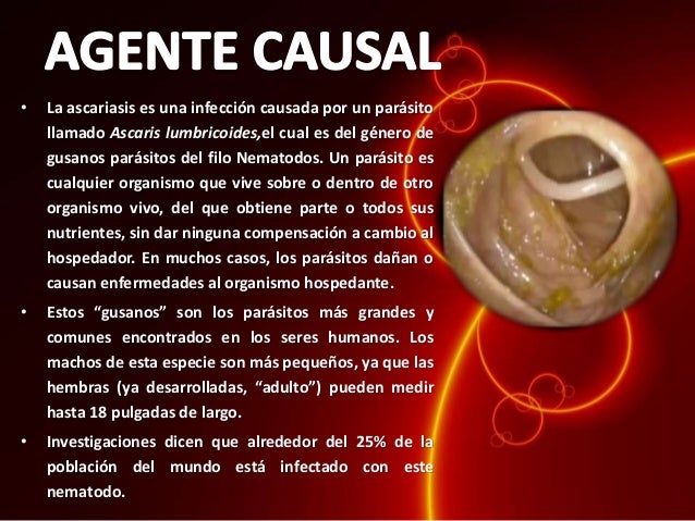 Si es posible es las gallinas contagiado con las lombrices
