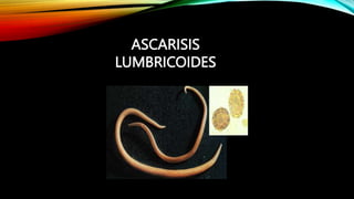 ASCARISIS
LUMBRICOIDES
 
