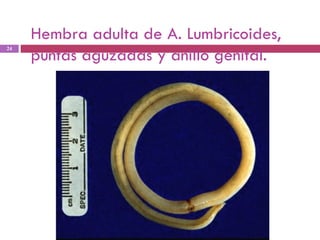 Hembra adulta de A. Lumbricoides, puntas aguzadas y anillo genital. 