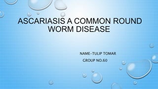 ASCARIASIS A COMMON ROUND
WORM DISEASE
NAME-TULIP TOMAR
GROUP NO.60
 