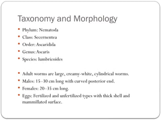 Taxonomy and Morphology
 Phylum: Nematoda
 Class: Secernentea
 Order:Ascaridida
 Genus:Ascaris
 Species: lumbricoides
 Adult worms are large, creamy-white, cylindrical worms.
 Males: 15–30 cm long with curved posterior end.
 Females: 20–35 cm long.
 Eggs: Fertilized and unfertilized types with thick shell and
mammillated surface.
 