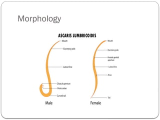 Morphology
 