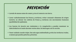 PREVENCIÓN
Lavado de manos antes de comer y tras el contacto con tierra.
Lavar cuidadosamente las frutas y verduras, evitar consumir alimentos de origen
incierto; no abonar los cultivos de frutas y verduras con excrementos humanos
(posibilidad de epidemia).
Los huevos de áscaris son resistentes a la congelación y pueden mantener su
infectividad en el suelo durante varios años. Se destruyen con la cocción.
Tener cuidado cuando viajes. Usa solo agua embotellada y evita las verduras crudas,
a menos que puedas pelarlas y lavarlas.
 