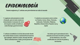 EPIDEMIOLOGÍA
Taenia saginata y T. solium son prevalentes en todo el mundo
T. saginata está presente en todo
el mundo, pero es más común en
áreas donde el consumo de carne
de res poco cocida es habitual,
como Europa y partes de Asia
T. asiatica se encuentra entre cerdos
en Taiwán, Corea, China, Vietnam,
Indonesia, Tailandia, Filipinas,
República Democrática Popular Lao y
Japón
T. solium es endémica en áreas del mundo donde
los cerdos tienen acceso a material fecal humano
(por ejemplo, América Latina, Europa del Este,
África subsahariana, India y otras partes de
Asia)
Se estima que la prevalencia de la
teniasis es de entre el 0,04% y el 8,8%
en las Américas, con casos
notificados en 13 de los 54 países y
territorios.
 