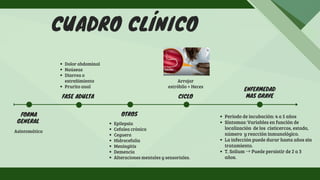 CUADRO CLÍNICO
Asintomática
Dolor abdominal
Naúseas
Diarrea o
estreñimiento
Prurito anal
FORMA
GENERAL
FASE ADULTA
Epilepsia
Cefalea crónica
Ceguera
Hidrocefalia
Meningitis
Demencia
Alteraciones mentales y sensoriales.
OTROS
Arrojar
estróbilo + Heces
CICLO
Periodo de incubación: 4 a 5 años
Síntomas: Variables en función de
localización de los cisticercos, estado,
número y reacción inmunológico.
La infección puede durar hasta años sin
tratamiento.
T. Solium → Puede persistir de 2 a 3
años.
ENFERMEDAD
MAS GRAVE
 