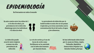 EPIDEMIOLOGÍA
Es frecuente en todo el mundo
Es más común entre los niños de 2
a 10 años de edad, y la
prevalencia de la infección
disminuye entre los individuos
>15 años de edad.
La prevalencia de infección por A.
lumbricoides es más alta en los países
tropicales y en áreas asociadas con la
contaminación fecal del suelo, el agua
y los alimentos.
La infección puede
ocurrir entre viajeros
a zonas con alta
prevalencia de
infección
La cría de cerdos y el uso de
heces de cerdo como
fertilizante se ha asociado
con la infección humana
por Ascaris Suum.
Se han informado infecciones
por A. suum en China, Japón,
Tailandia, República
Democrática Popular Lao,
Estados Unidos y Europa
 