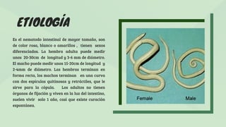 ETIOLOGÍA
Es el nematodo intestinal de mayor tamaño, son
de color rosa, blanco o amarillos , tienen sexos
diferenciados. La hembra adulta puede medir
unos 20-30cm de longitud y 3-6 mm de diámetro.
El macho puede medir unos 15-20cm de longitud y
2-4mm de diámetro. Las hembras terminan en
forma recta, los machos terminan en una curva
con dos espículas quitinosas y retráctiles, que le
sirve para la cópula. Los adultos no tienen
órganos de fijación y viven en la luz del intestino,
suelen vivir solo 1 año, casi que existe curación
espontánea.
 
