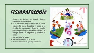 FISIOPATOLOGÍA
Hombre se infecta al ingerir huevos
embrionarios o larvados
En el intestino delgado se libera la larva,
penetra la pared intestinal y pasa a la
circulación sanguínea, llega al hígado,
corazón, pulmón y asciende hasta llegar a la
faringe donde es deglutida y madura a
adulto
Huevos salen en heces
Huevos embrionan en la tierra
Huevos contaminan aguas y alimentos
 