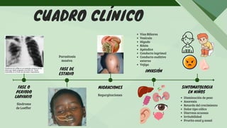 CUADRO CLÍNICO
Sindrome
de Loeffer
Parasitosis
masiva
FASE O
PERIODO
LARVARIO
FASE DE
ESTADIO
Regurgitaciones
MIGRACIONES
Vías Biliares
Vesícula
Hígado
Riñón
Apéndice
Conducto lagrimal
Conducto auditivo
externo
Vejiga
INVASIÓN
SINTOMATOLOGIA
EN NIÑOS
Disminución de peso
Anorexia
Retardo del crecimiento
Dolor tipo cólico
Diarreas acuosas
Irritabilidad
Prurito anal y nasal
 