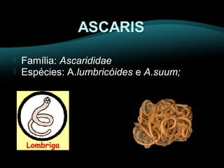  Família: Ascarididae 
 Espécies: A.lumbricóides e A.suum; 
 