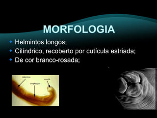  Helmintos longos; 
 Cilíndrico, recoberto por cutícula estriada; 
 De cor branco-rosada; 
 