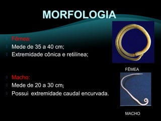  Fêmea: 
 Mede de 35 a 40 cm; 
 Extremidade cônica e retilínea; 
 Macho: 
 Mede de 20 a 30 cm; 
 Possui extremidade caudal encurvada. 
FÊMEA 
MACHO 
 