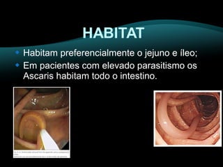  Habitam preferencialmente o jejuno e íleo; 
 Em pacientes com elevado parasitismo os 
Ascaris habitam todo o intestino. 
 