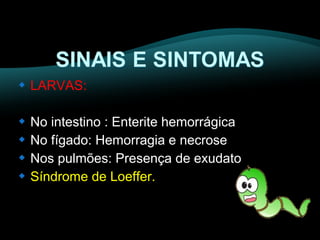  LARVAS: 
 No intestino : Enterite hemorrágica 
 No fígado: Hemorragia e necrose 
 Nos pulmões: Presença de exudato 
 Síndrome de Loeffer. 
 