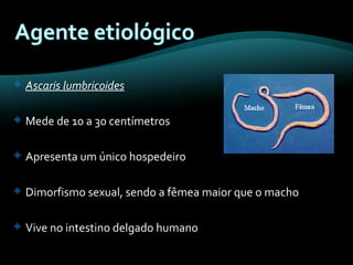 Ascaris lumbricoides   Mede de 10 a 30 centímetros  Apresenta um único hospedeiro Dimorfismo sexual, sendo a fêmea maior que o macho Vive no intestino delgado humano 