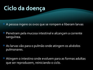 A pessoa ingere os ovos que se rompem e liberam larvas Penetram pela mucosa intestinal e alcançam a corrente sanguínea. As larvas vão para o pulmão onde atingem os alvéolos pulmonares. Atingem o intestino onde evoluem para as formas adultas que ser reproduzem, reiniciando o ciclo.   