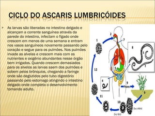  As larvas são liberadas no intestino delgado e
alcançam a corrente sanguínea através da
parede do intestino, infectam o fígado onde
crescem em menos de uma semana e entram
nos vasos sanguíneos novamente passando pelo
coração e segue para os pulmões. Nos pulmões
invade as alvelas e crescem mais com os
nutrientes e oxigênio abundantes nesse órgão
bem irrigados. Quando crescem demasiados
para os alvelos as larvas saem dos pulmões e
sobem pelos brônquios, chegando a faringe
onde são deglutidos pelo tubo digestório
passando pelo estomago atingindo o intestino
delgado onde completa o desenvolvimento
tornando adulto.
 