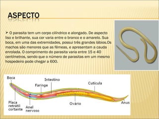  O parasita tem um corpo cilíndrico e alongado. De aspecto
liso e brilhante, sua cor varia entre o branco e o amarelo. Sua
boca, em uma das extremidades, possui três grandes lábios.Os
machos são menores que as fêmeas, e apresentam a cauda
enrolada. O comprimento do parasita varia entre 15 e 40
centímetros, sendo que o número de parasitas em um mesmo
hospedeiro pode chegar a 600.
 