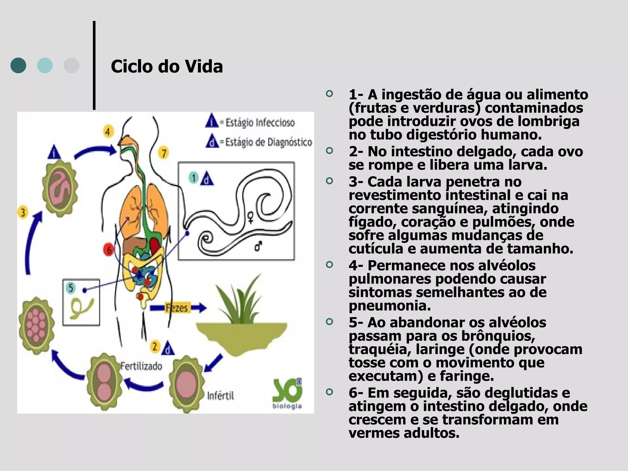 Ciclo do Vida 1-   A ingestão de água ou alimento (frutas e verduras) contaminados pode introduzir ovos de lombriga no tubo digestório humano.  2- No intestino delgado, cada ovo se rompe e libera uma larva. 3- Cada larva penetra no revestimento intestinal e cai na corrente sanguínea, atingindo fígado, coração e pulmões, onde sofre algumas mudanças de cutícula e aumenta de tamanho. 4- Permanece nos alvéolos pulmonares podendo causar sintomas semelhantes ao de pneumonia. 5- Ao abandonar os alvéolos passam para os brônquios, traquéia, laringe (onde provocam tosse com o movimento que executam) e faringe. 6- Em seguida, são deglutidas e atingem o intestino delgado, onde crescem e se transformam em vermes adultos.  