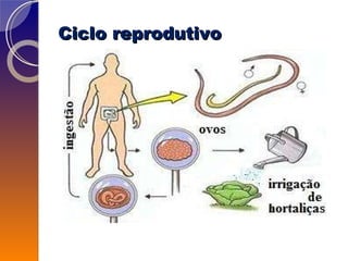 Ciclo reprodutivo 