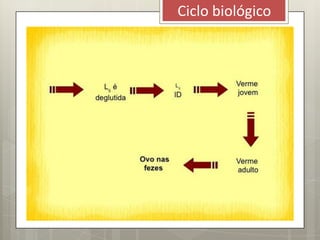 Ciclo biológico
 