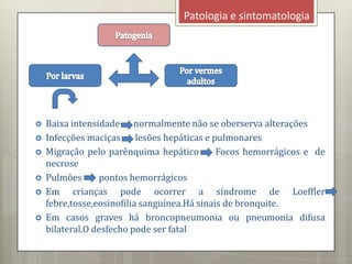 Patologia e sintomatologia
 Baixa intensidade- normalmente não se oberserva alterações
 Infecções maciças lesões hepáticas e pulmonares
 Migração pelo parênquima hepático Focos hemorrágicos e de
necrose
 Pulmões pontos hemorrágicos
 Em crianças pode ocorrer a síndrome de Loeffler
febre,tosse,eosinofilia sanguínea.Há sinais de bronquite.
 Em casos graves há broncopneumonia ou pneumonia difusa
bilateral.O desfecho pode ser fatal
 