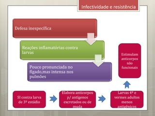 Defesa inespecífica
Reações inflamatórias contra
larvas
Pouco pronunciada no
fígado,mas intensa nos
pulmões
Infectividade e resistência
SI contra larva
de 3º estádio
Larvas 4º e
vermes adultos
menos
antigênicos
Elabora anticorpos
p/ antígenos
excretados ou de
muda
Estimulam
anticorpos
não
funcionais
 