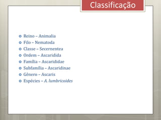  Reino – Animalia
 Filo – Nematoda
 Classe – Secernentea
 Ordem – Ascaridida
 Família – Ascarididae
 Subfamília – Ascaridinae
 Gênero – Ascaris
 Espécies – A. lumbricoides
Classificação
 