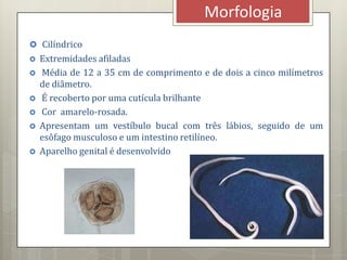 Morfologia
 Cilíndrico
 Extremidades afiladas
 Média de 12 a 35 cm de comprimento e de dois a cinco milímetros
de diâmetro.
 É recoberto por uma cutícula brilhante
 Cor amarelo-rosada.
 Apresentam um vestíbulo bucal com três lábios, seguido de um
esôfago musculoso e um intestino retilíneo.
 Aparelho genital é desenvolvido
 