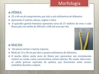  FÊMEA
 25 a 40 cm de comprimento, por três a seis milímetros de diâmetro.
 Apresenta 2 ovários, úteros, vagina e vulva
 O aparelho genital feminino apresenta cerca de 27 milhões de ovos e cada
fêmea põe em média de 200 mil a 240 mil ovos por dia.
 MACHO
 Um pouco menor e menos espesso,
 Mede de 15 a 20 cm por dois a quatro milímetros de diâmetro.
 O macho difere ainda mais da fêmea por apresentar um enrolamento
ventral na cauda, como característica sexual externa. Na cauda, observam-
se ainda grossas espículas de quitina, que funcionam como anexos
contráteis durante a cópula.
Morfologia
 
