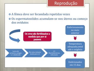  A fêmea deve ser fecundada repetidas vezes
 Os espermatozóides acumulam-se nos úteros ou começo
dos ovidutos
Reprodução
Embrionamento
no meio
exterior
Temperatura
adequada,umid
ade e oxigênio
Embrionados
em 15 dias
Larva de
primeiro estágio
L1 rabditoide
Em uma semana
muda para L2
L3
filarióide,forma
infectante
 