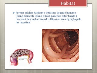  Formas adultas habitam o intestino delgado humano
(principalmente jejuno e íleo), podendo estar fixado à
mucosa intestinal através dos lábios ou em migração pela
luz intestinal.
Habitat
 