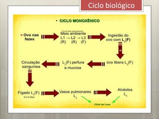 Ciclo biológico
 