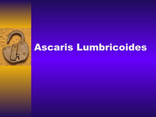 Ascaris Lumbricoides 