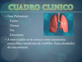 Fase Pulmonar:
Fiebre
Disnea
Tos
Estertores
 A este cuadro se le conoce como neumonía
eosinofila o síndrome de Löeffler. Dura alrededor
de una semana.
 