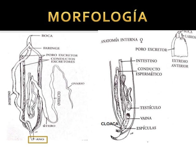 Ascaris Lumbricoides