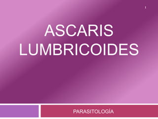 ASCARIS
LUMBRICOIDES
PARASITOLOGÍA
1
 