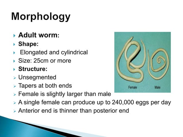 Round worms (Ascaris lumbricoides) introduction | PPT