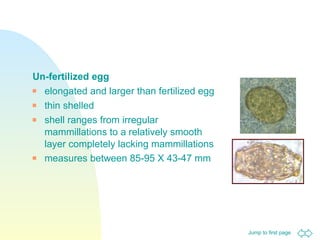 Un-fertilized egg elongated and larger than fertilized egg  thin shelled  shell ranges from irregular mammillations to a relatively smooth layer completely lacking mammillations  measures between 85-95 X 43-47 mm   