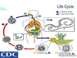 Life Cycle 