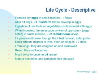 Life Cycle - Descriptive Females lay  eggs  in small intestine  ->  feces After 14 days,  L1   filariform  larvae develop in eggs Ingestion of raw fruits or vegetables contaminated with eggs When ingested, larvae escape by way of operculum (eggs hatch) in small intestine, -  L2   rhabditiform  larvae L2 penetrate/burrow through the intestinal wall, enter portal blood stream, migrate to liver, heart or lungs in 1-7 days From lungs, they are coughed up and swallowed  Reach the small intestine Moult twice to become  L4  larvae Mature and mate, and complete their life cycle 