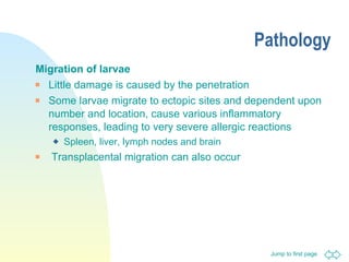 Pathology Migration of larvae Little damage is caused by the penetration  Some larvae migrate to ectopic sites and dependent upon number and location, cause various inflammatory responses, leading to very severe allergic reactions  Spleen, liver, lymph nodes and brain Transplacental migration can also occur 