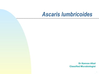 Ascaris lumbricoides Dr Kamran Afzal Classified Microbiologist 